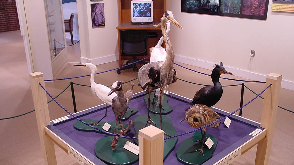 cranes, white, grey, brown and black
