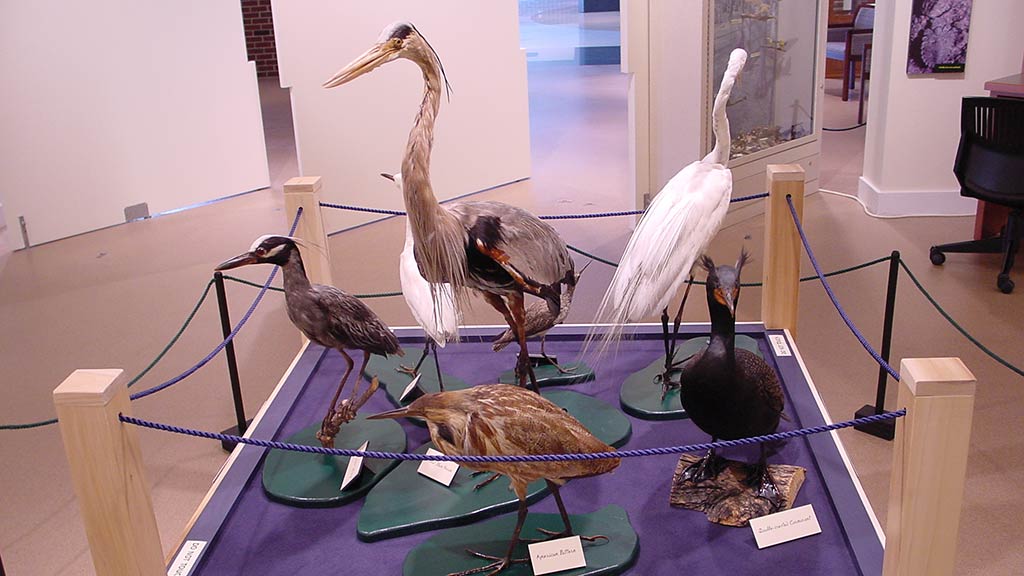 alternate angle of the cranes