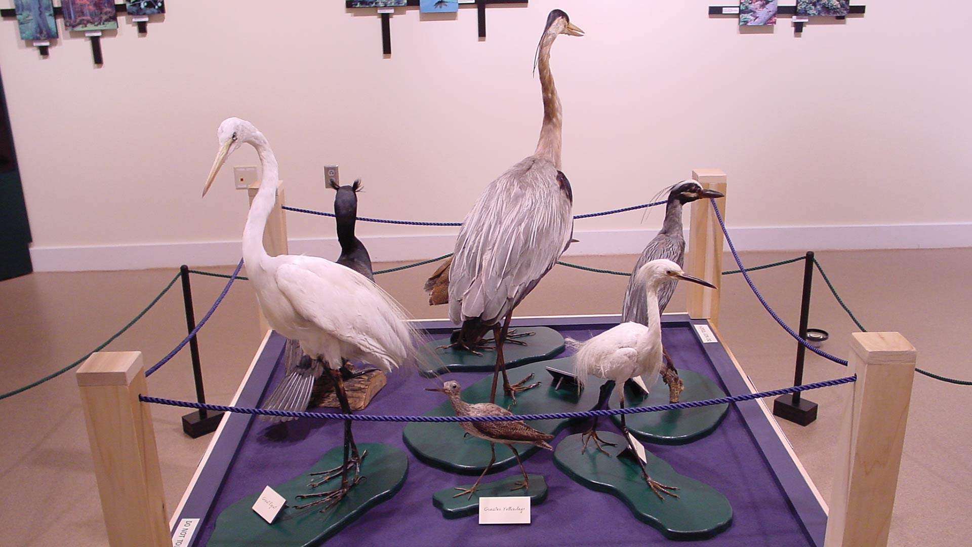 a more focused shot of the cranes