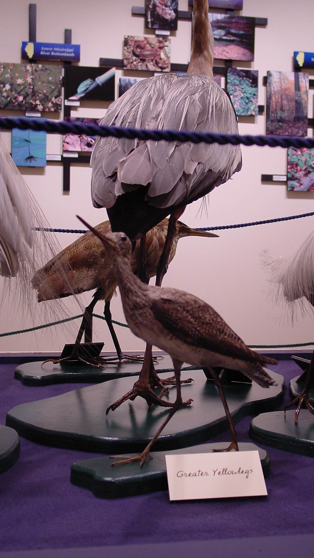 small brownish bird next to a bigger crane