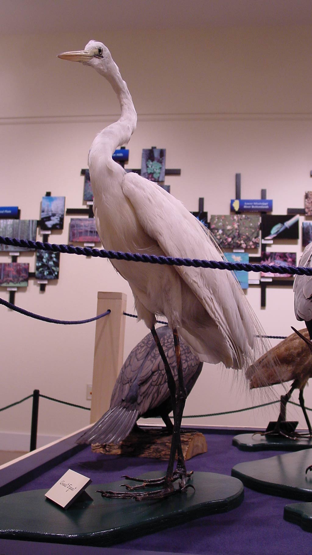white crane next to other birds