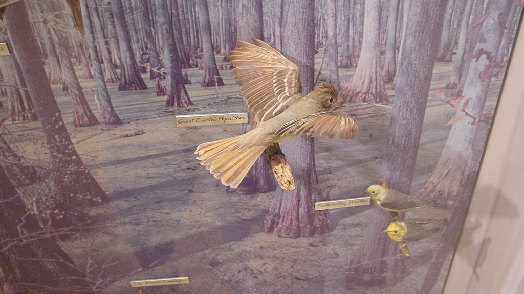 flying bird from the display case of different birds