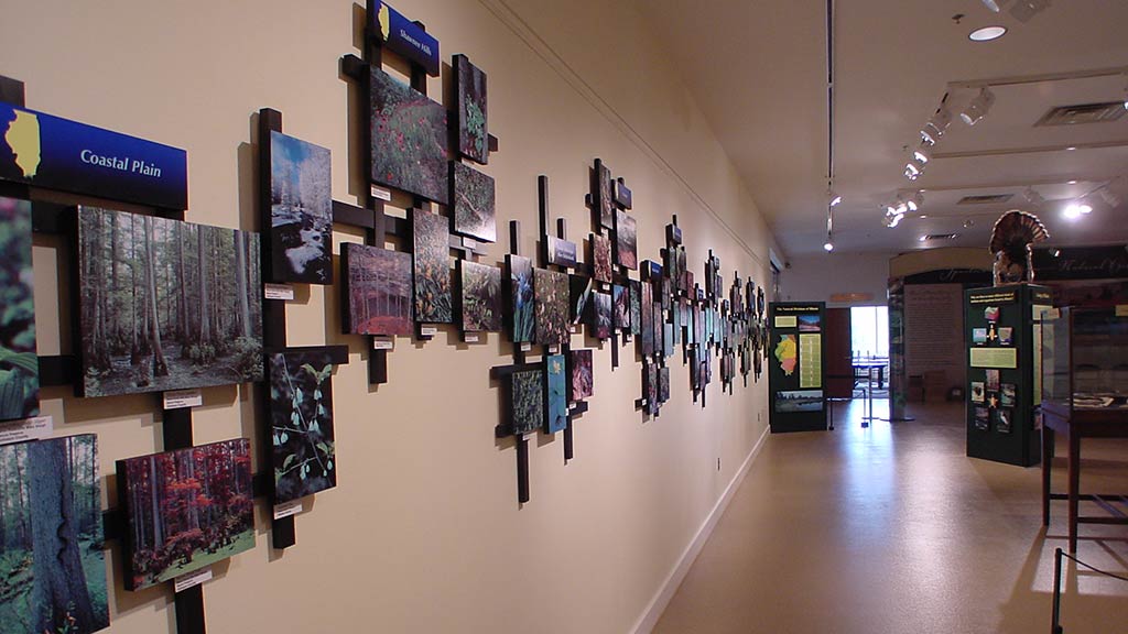 lots of photos of a forest on the wall