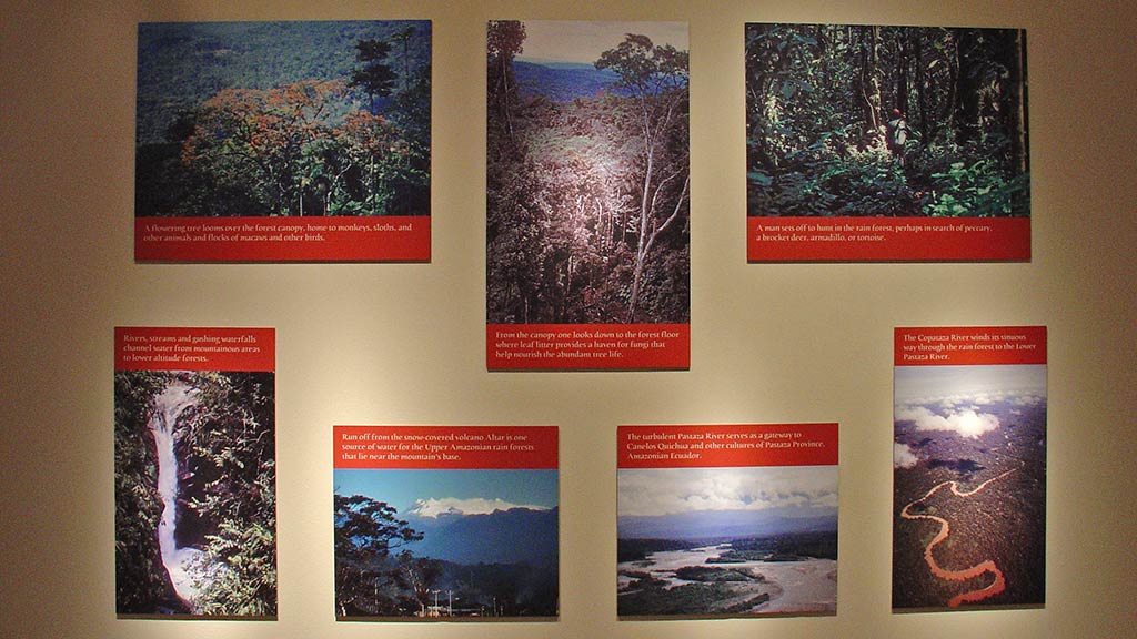 photos of the rainforest